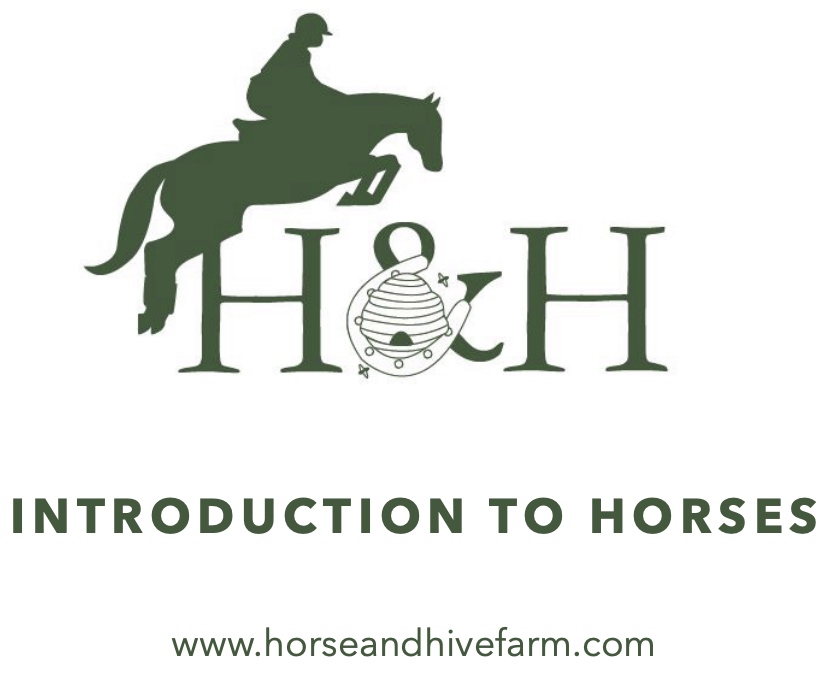 Intro-to-Horses-Featured-Image