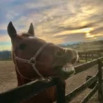 Horse & Hive Boarding/Lessons